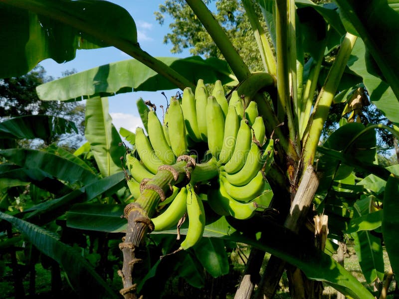Bananas orchard stock image. Image of grow, lagoon, cultivate 34965617