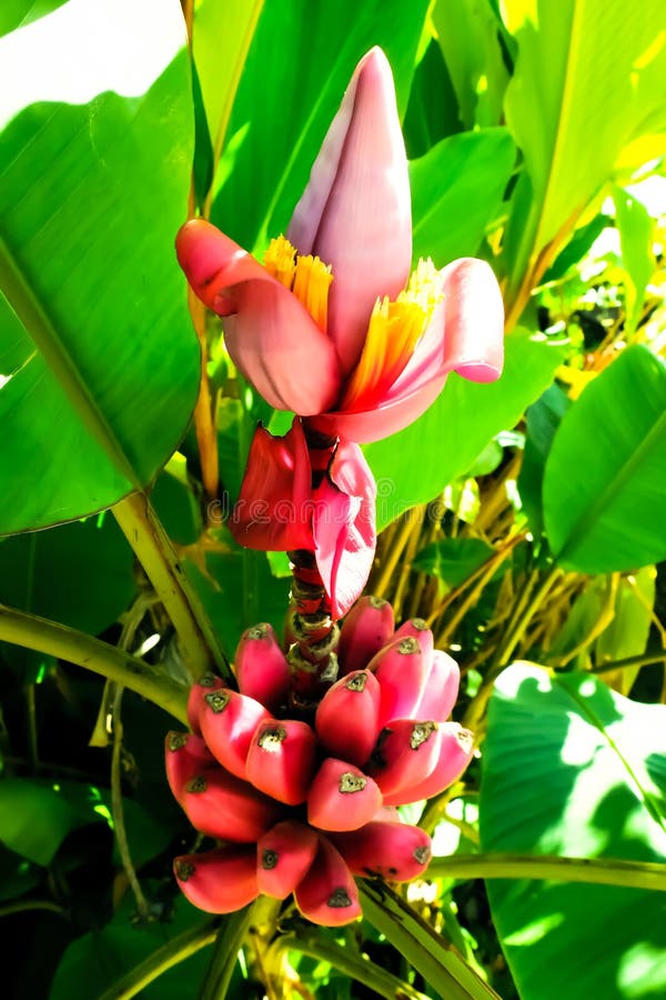 Golden Lotus Banana, Ensete Lasiocarpum/ Chinese Dwarf Banana Stock Image -  Image of member, lotus: 155307091