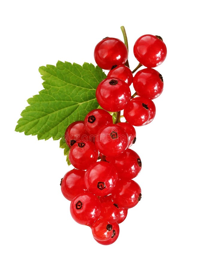 Red currants  