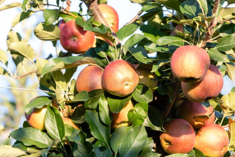 Ripe Royal Gala Apples on an Apple Tree at Serbia Apple Orchard before