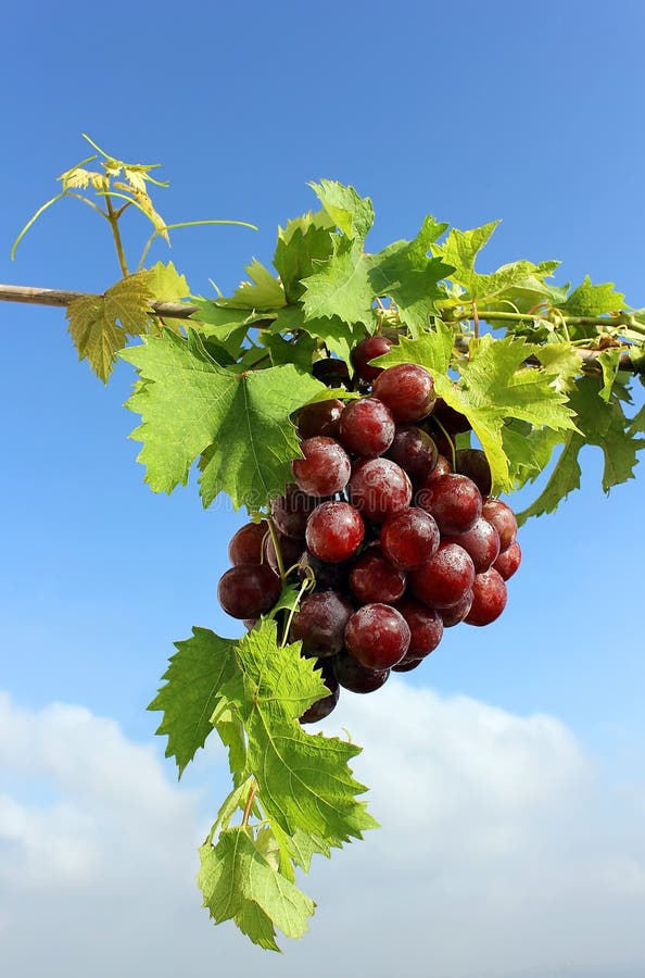 Bunch of red grapes