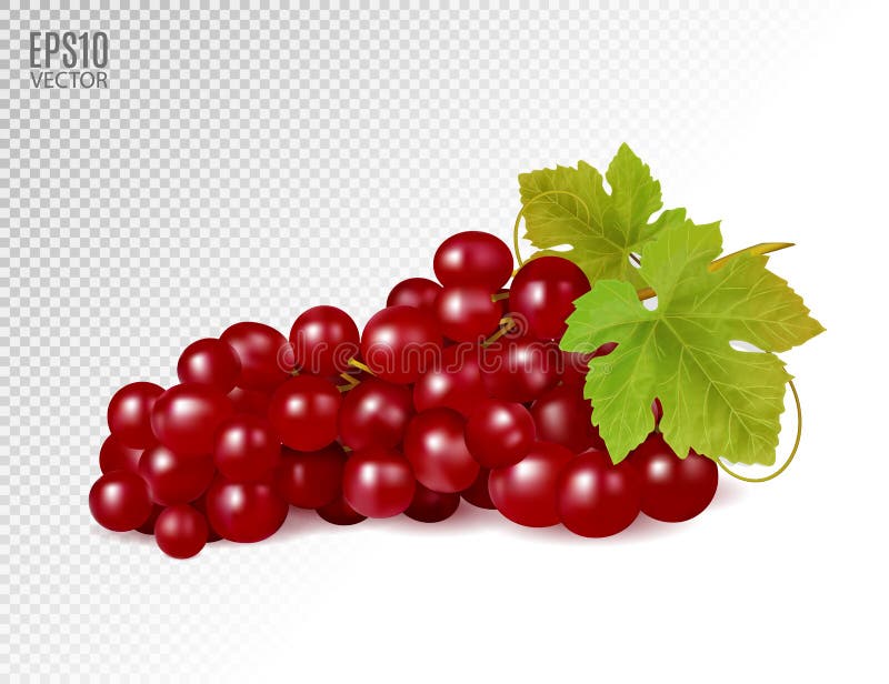 Bunch of red grapes with vine leaves isolated on transparent background. Realistic, fresh, natural food, dessert. 3d