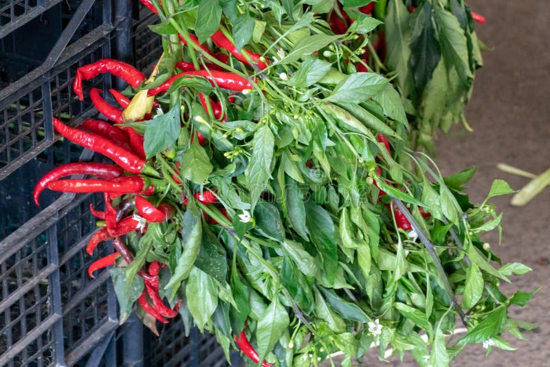 Fresh red chili pepper stock photo. Image of nature 141508640