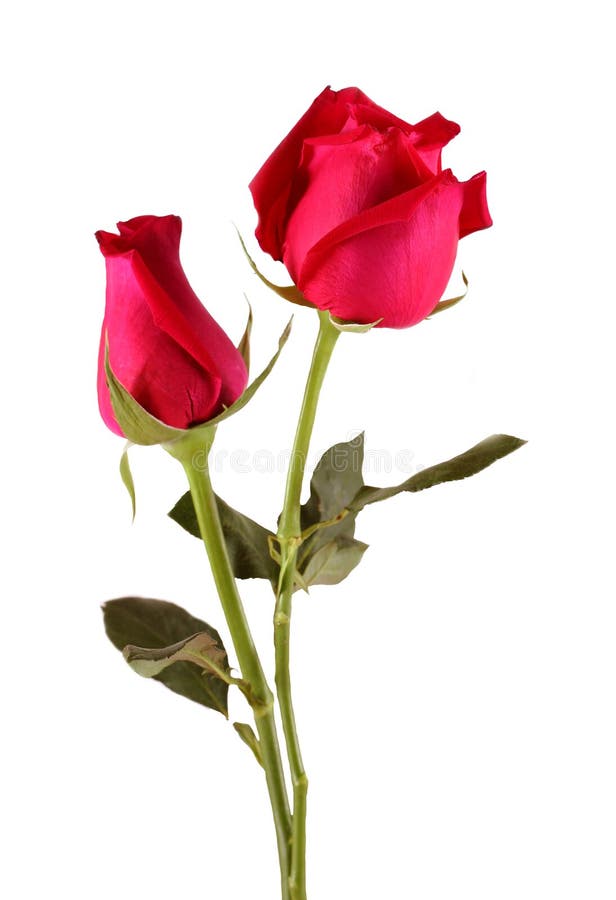 Bunch of red roses. Beautiful bunch of red roses isolated on white background. royalty free stock image