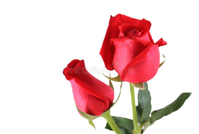 Bunch Of Red Roses. Beautiful Bunch Of Red Roses Isolated On White ...