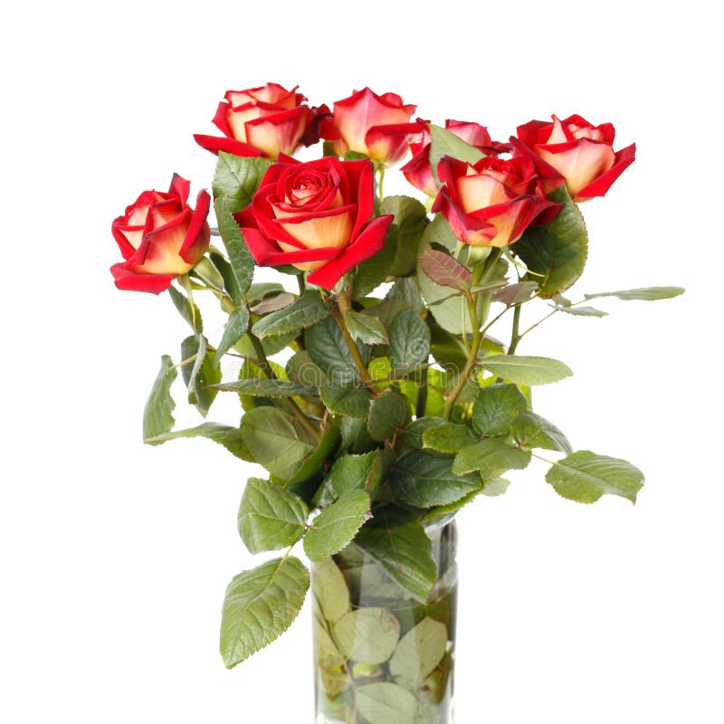 Bunch Of Red Roses On White Background Stock Image Image of natural