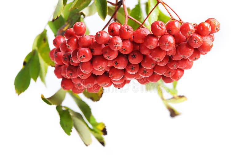 Bunch of red rowan royalty free stock image Bunch of red rowan royalty free stock image