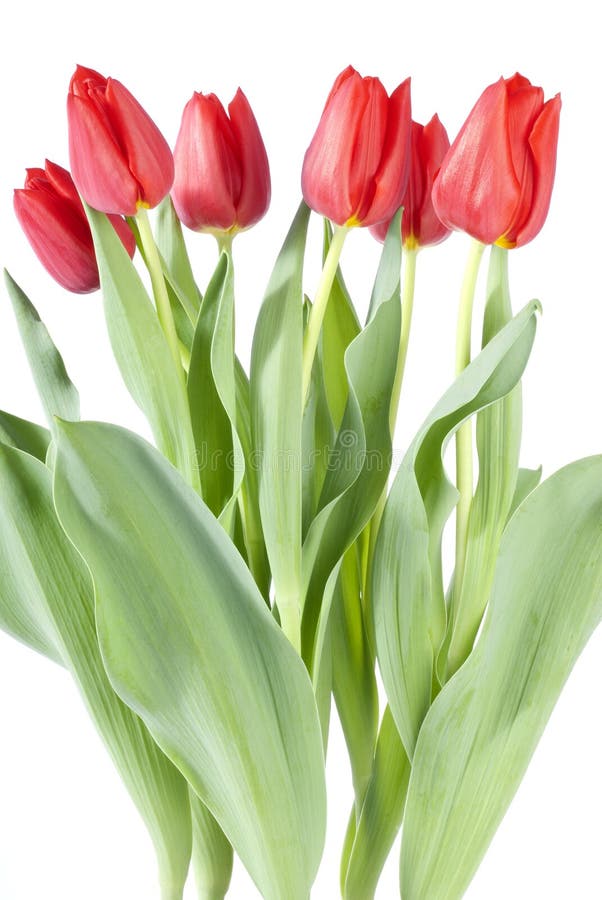 Bunch of Red Tulips