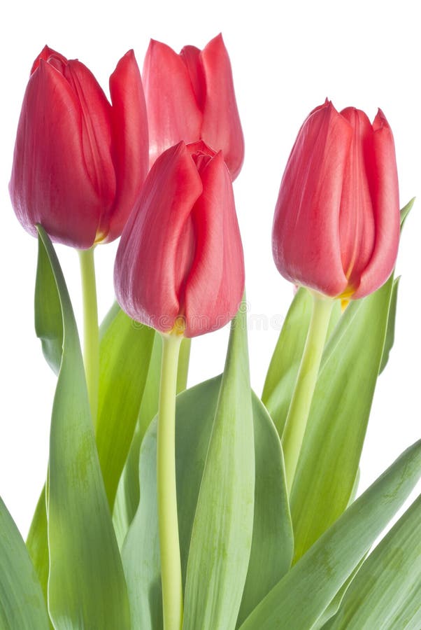 Bunch of Red Tulips