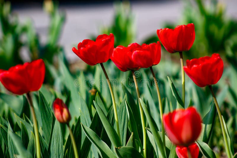 A bunch of red tulips in a field of green leaves royalty free stock images
