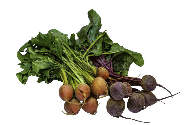 300 Yellow Beets Leaves Stock Photos Free & RoyaltyFree Stock Photos