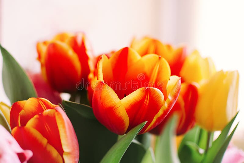 A bunch of red and yellow tulips