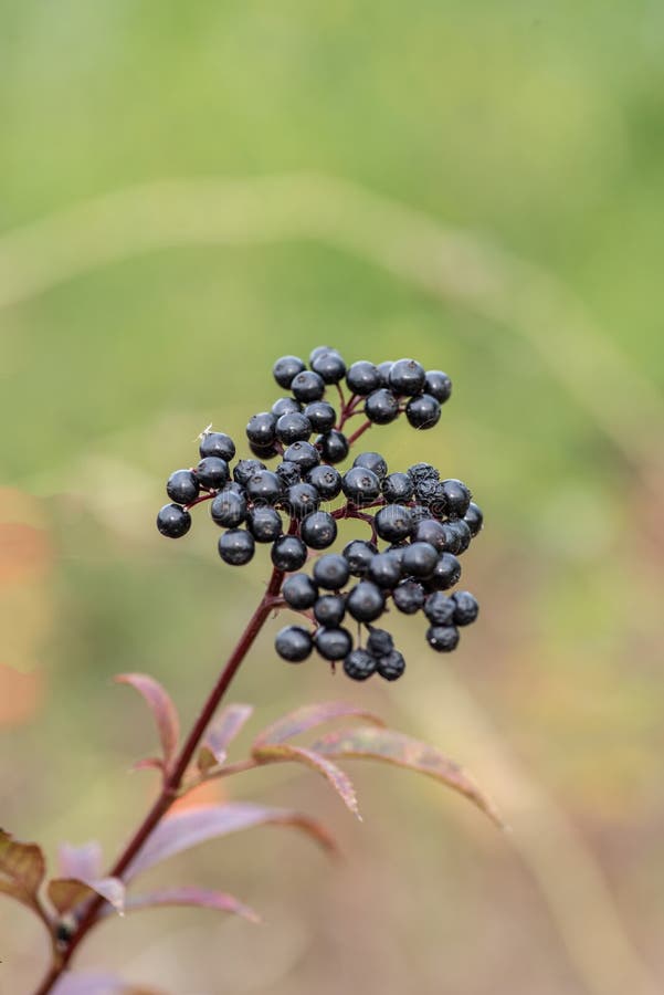 Bunch of ripe dwarf elder berries. Danewort berries Sambucus eb stock photo Bunch of ripe dwarf elder berries. Danewort berries Sambucus eb stock photo