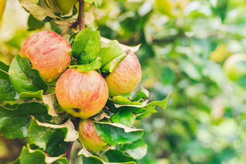 Bunch of Ripe juicy apple hanging on tree branches in fruit garden. summer autumn nature background. yellow green apple harvest