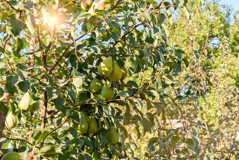 Bunch of ripe pears on tree branch