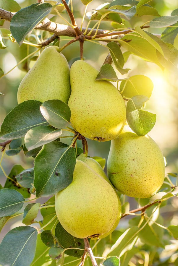 Bunch of Ripe Pears on Tree Branch Stock Image Image of garden