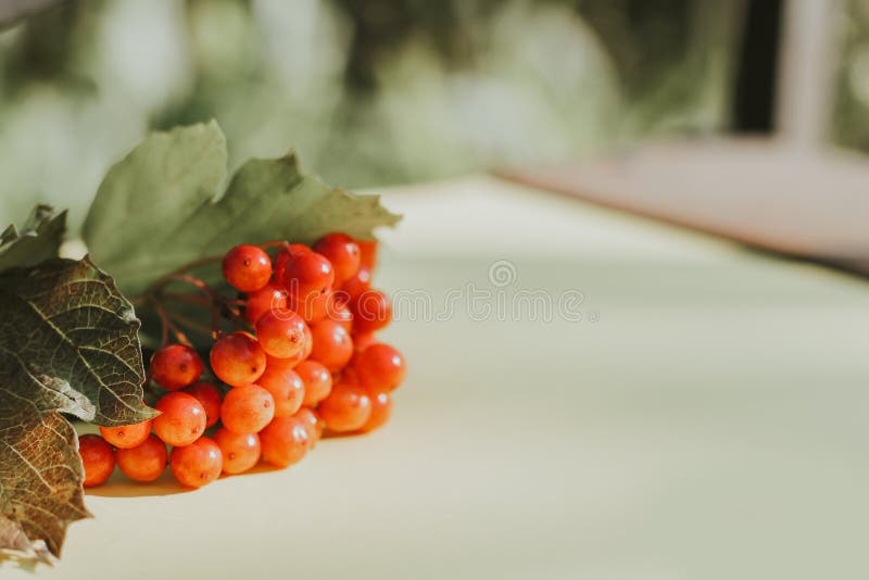 A bunch of ripe viburnum on the table. autumn harvest, autumn mood royalty free stock photo