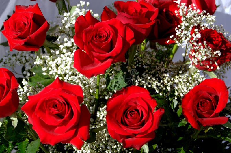 Bunch of Roses stock image. Image of love, roses, flower 605673