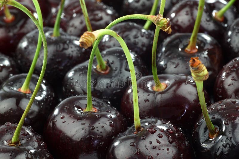Bunch of shiny fresh black sweet cherries
