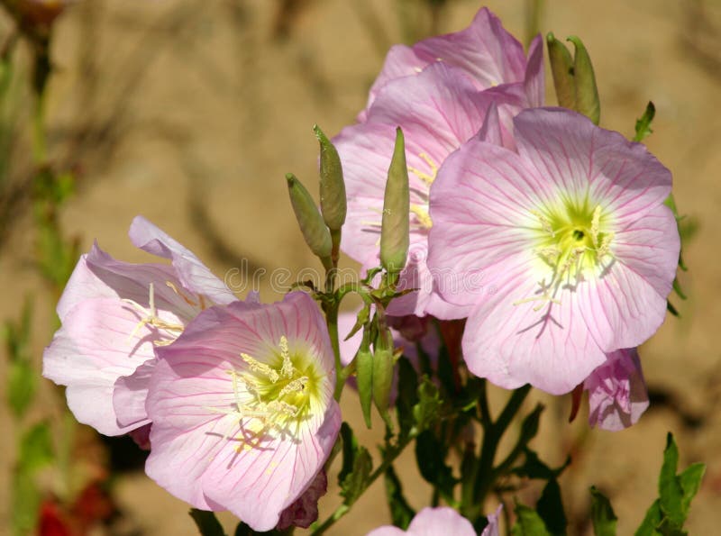 A bunch of Showy Evening Primrose flowers.