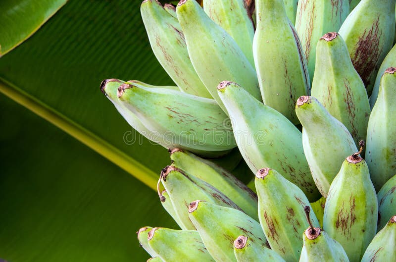 Bunch of Silver Bluggoe on a Banana Tree Stock Image Image of detail