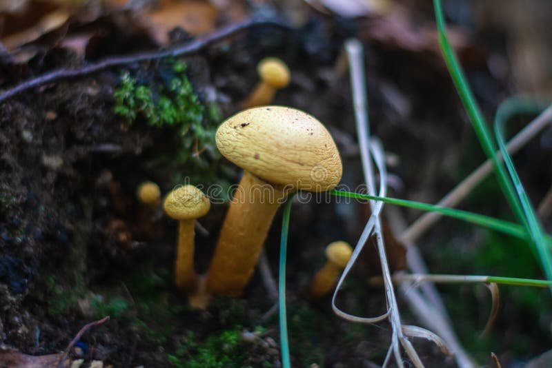 Bunch of Small Yellow Color Mushrooms Stock Photo Image of eatable