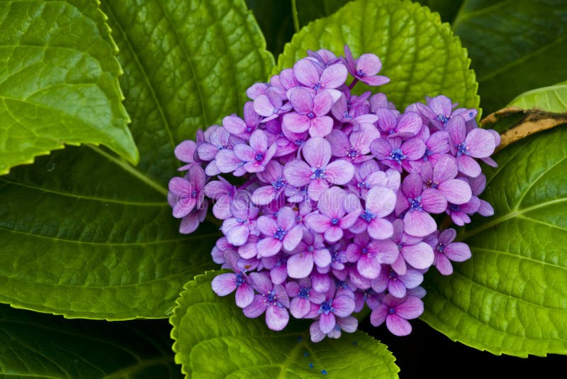 Bunch of small flowers stock image. Image of crowded, freshness 4948477
