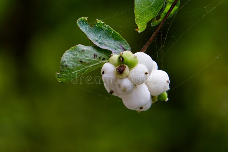 Bunch of Snowberries with spider webs