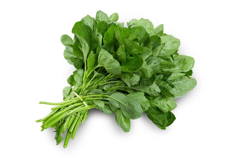 Bunch of Spinach Leaves on Isolated White Background Stock Image