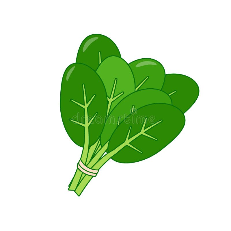 Bunch of spinach vector illustration in cartoon style. 