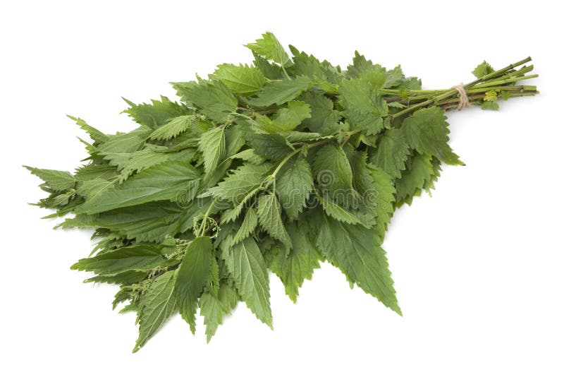 Bunch of stinging nettles stock image