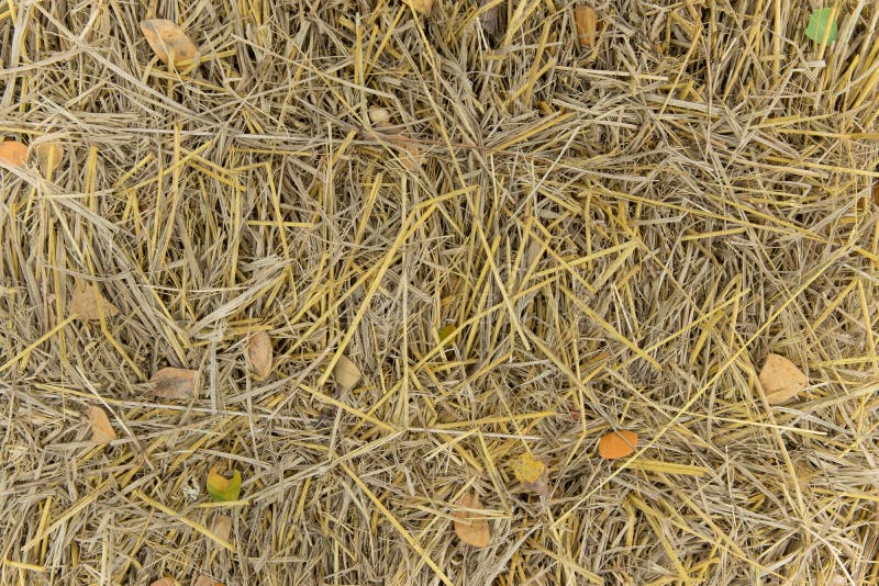 A Bunch Of Straw On The Ground. Stock Photo - Image: 63391944
