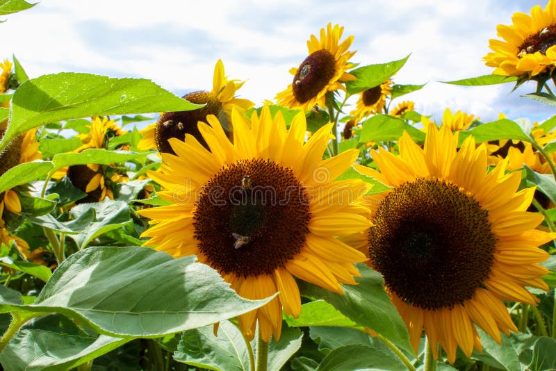 Group of Sunflowers stock photo. Image of flowers, healthy 138374652
