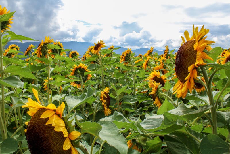 Group of Sunflowers stock photo. Image of background 134461080