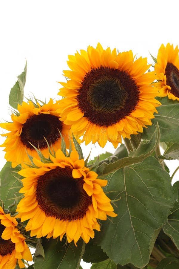 Bunch of sunflowers stock image. Image of flora, botany 2994309
