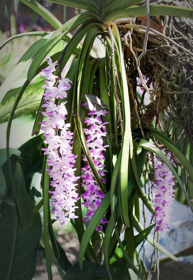 Bunch of Sweet White Orchid with Purple Color Patterns Blooming ...