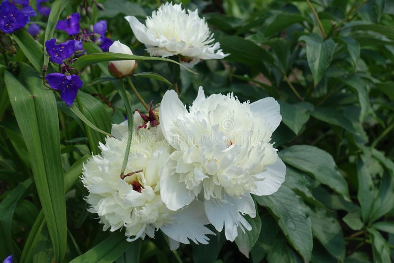 Bunch of Three White Flowers of Peonies in June Stock Image Image of