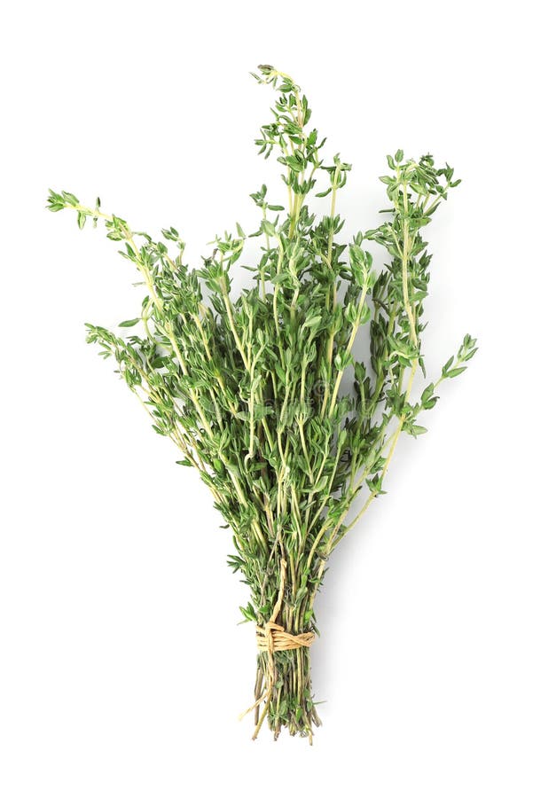 stems of thyme