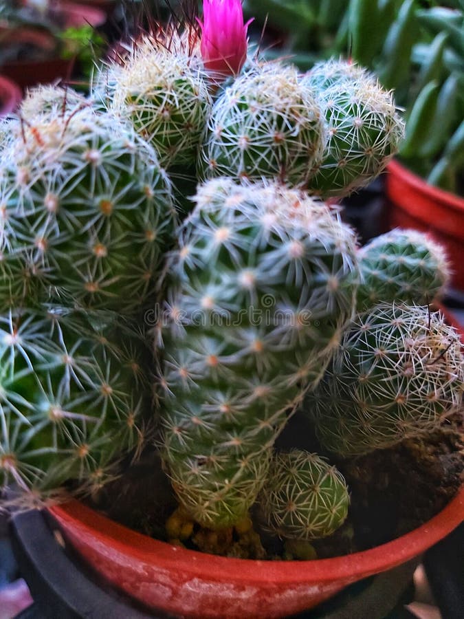 A bunch of tiny green cacti in a pot stock image