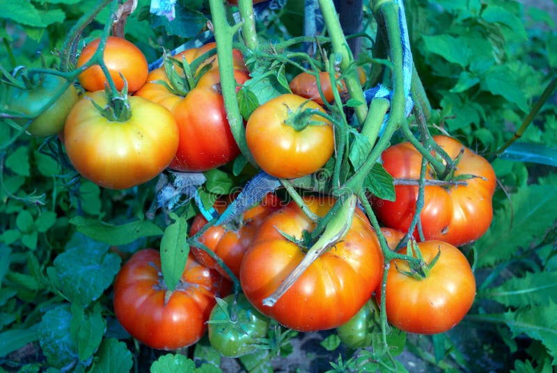 Bunch of tomatoes