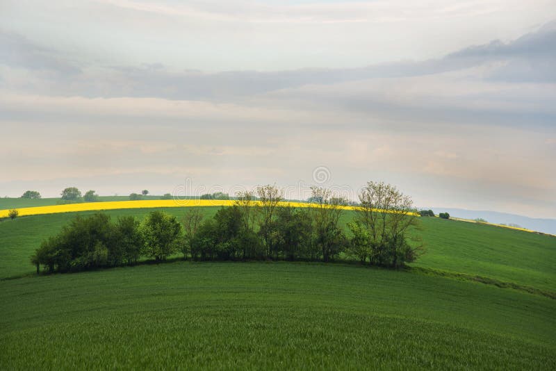 Bunch of trees in the green field with overcast sky. Overcast grove stock images, royalty-free photos and pictures