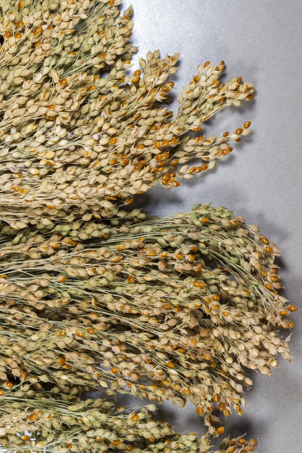 Twigs of Red Millet Isolated on White Background, Top View. Red Millet Seeds Stock Image Image