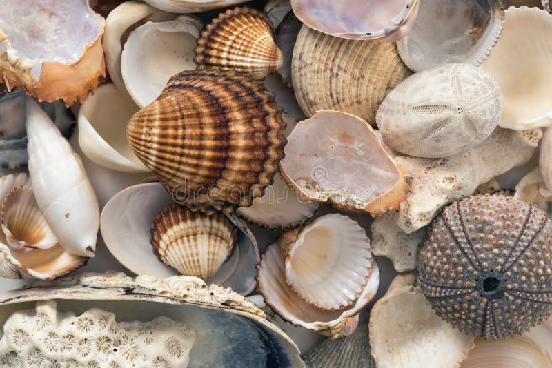 Bunch of of various sea animals urcihn, snail, sand dollar, shell, crab, coral