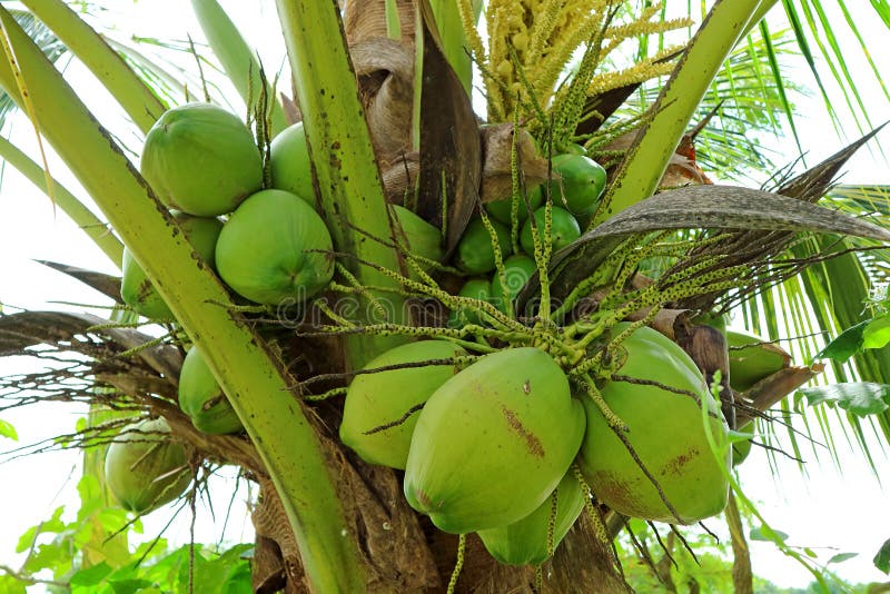 Bunch of Vibrant Green Unripe Coconut Fruits on the Tree Stock Photo ...