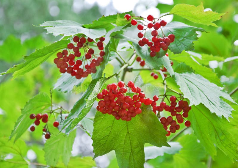 Bunch of Viburnum red stock image. Image of health, sweet 16194667