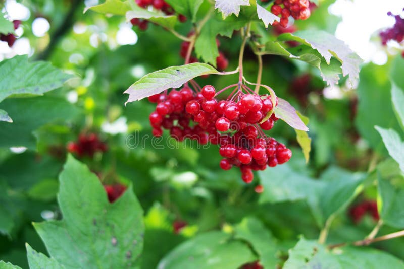 Bunch Of Viburnum Under Green Leaves. Red Viburnum Is One Of The