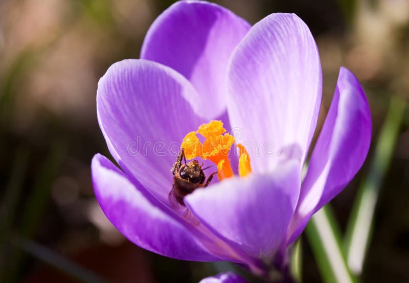 Bunch of Violet crocuses