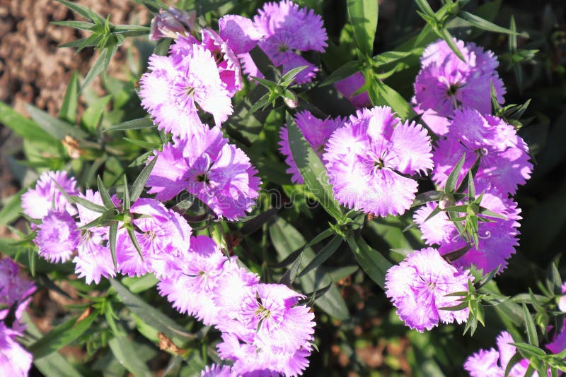 A Bunch of Violet Flowers stock photo. Image of bloom 248544100