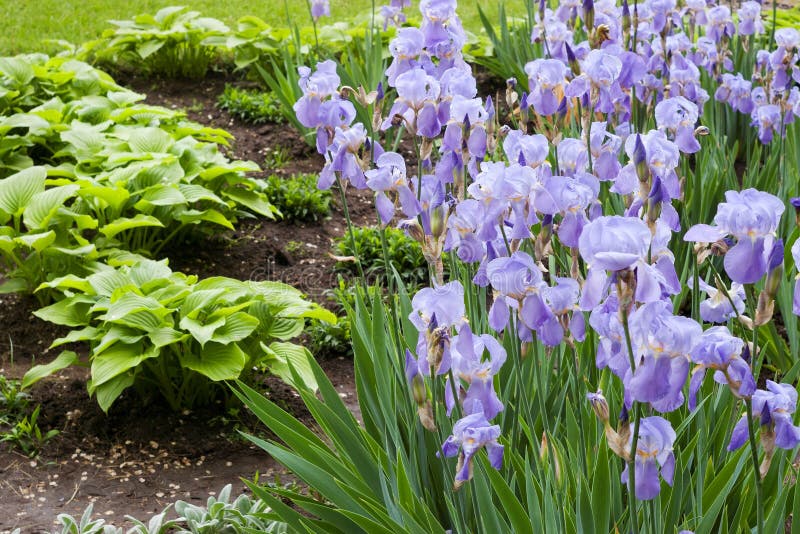 Bunch of Violet Flowers in Garden Stock Photo Image of bunch, gladdon