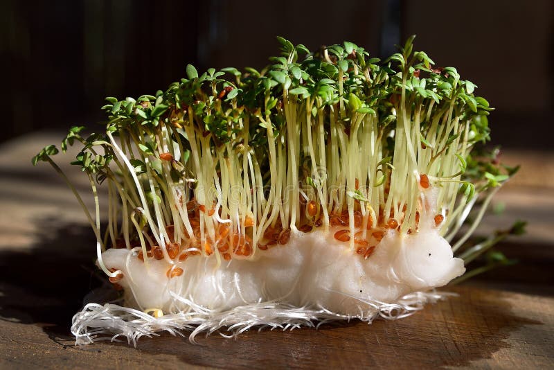 Bunch of Watercress Growing from Cotton Wool, Roots, Spring Young Plant